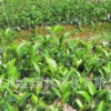 基地批發茶花樹 茶花 山茶花樹 綠化種植量大價優