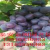 泰安專業(yè)杏樹苗培育基地 金太陽 凱特杏 紅豐 珍珠油杏 密特杏