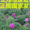 供應(yīng)平陰四季玫瑰苗 優(yōu)質(zhì)四季大小玫瑰苗 盆栽花卉優(yōu)質(zhì)玫瑰苗批發(fā)