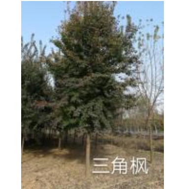 河南三角楓