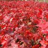 紅楓