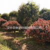 供應(yīng)低分枝紅葉石楠價格 陜西漢中豐林彩葉園林