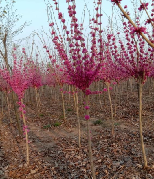 獨(dú)桿紫荊