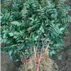 大紅袍花椒苗