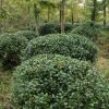 冬青球批發(fā) 園林工程綠化苗木 色塊綠籬 盆栽冬青球 基地直銷