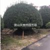 超精品 大葉黃楊球 大球
