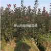 精品 紅葉石楠籬笆苗
