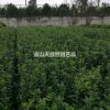 精品 大葉黃楊工程色塊苗 H40-50 P15