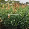 結香 小毛球 H80 P40