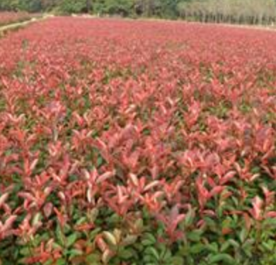 河南石楠種植基地,石楠大量低價(jià)供應(yīng)
