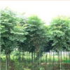 河南欒樹大量低價供應(yīng),欒樹規(guī)格齊全價格優(yōu)惠