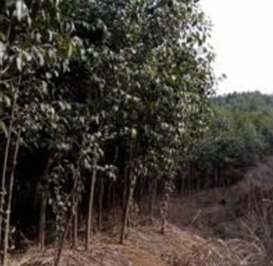 河南女貞規(guī)格齊全,女貞價(jià)格優(yōu)惠