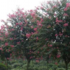 紫薇大量供應(yīng),低價銷售