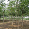 供應各種工程苗椿樹 苗 基地直銷 優質 臭椿規格齊全