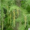 水利工程綠化苗 落羽杉 水杉 池杉 規(guī)格齊全 道路綠化 小區(qū)綠化