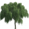 垂柳樹(shù)苗批發(fā) 綠化工程 規(guī)格齊全 行道樹(shù)青皮柳 量大價(jià)優(yōu)