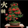 苗圃直銷火棘苗火棘樹(shù)盆栽火棘球火棘盆景紅果金玉滿堂當(dāng)年結(jié)果
