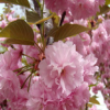 批發(fā)嫁接櫻花苗 重瓣櫻花樹(shù)苗 日本櫻花樹(shù)苗 庭院觀花植物