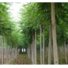河南河南青桐*新報價/河南青桐圖片