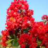 玫瑰紅紫薇