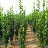 供應(yīng) 北海道黃楊 高度50-100公分 植株健壯 成活率高 易管理