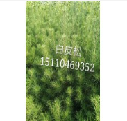 白皮松