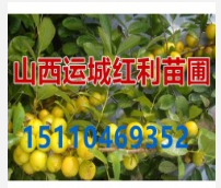 鈣果苗基地=鈣果苗價格=山西運城蘇紅利苗木合作社