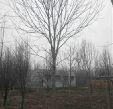 河南七葉樹，河南七葉樹基地，河南七葉樹價格，河南七葉樹供應(yīng)商