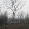 河南七葉樹，河南七葉樹基地，河南七葉樹價格，河南七葉樹供應商
