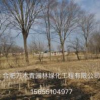 優(yōu)質(zhì)特價(jià)榔榆產(chǎn)地直銷