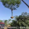 大小規(guī)格樸樹 基地