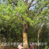 優(yōu)質(zhì)特價(jià)黃連木產(chǎn)地直銷
