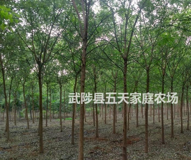 國(guó)槐，河北國(guó)槐，國(guó)槐，國(guó)槐價(jià)格