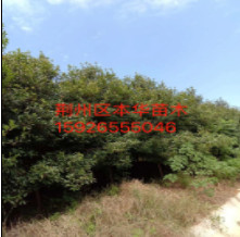 紅葉石楠
