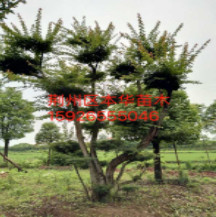 廣玉蘭