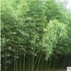 苗圃批發(fā)優(yōu)質竹子 青竹 紫竹 金鑲玉竹 品種規(guī)格齊全 四季常青