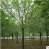 綠化工程苗木直銷 白臘樹苗 行道樹 優(yōu)質白蠟苗 品種規(guī)格全價格優(yōu)