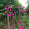 截桿樂昌含笑圖片/截桿樂昌含笑報價