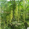 基地直銷優(yōu)質楓楊樹苗 速生行道樹 楓楊小苗 規(guī)格齊全量大優(yōu)惠