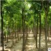 基地批發苗木 國槐樹 國槐樹苗 工程綠化苗木 規格齊全量大優惠