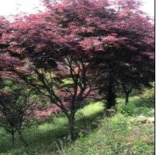 紅楓