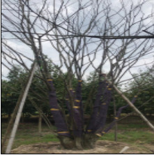 叢生樸樹