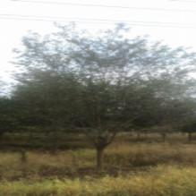櫻花