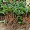 桂花樹苗盆栽四季桂金桂丹 多色系露地觀花風景樹 園林植物喬木