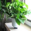 供應(yīng)居家辦公室內(nèi)綠籮植物 裝飾擺件盆栽吊蘭 綠蘿水培土培散苗