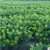杜鵑小毛球 批發杜鵑園林綠化工程用苗 廠家直銷