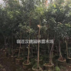清香木，清香木種子
