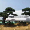 江蘇苗圃出售：精品造型黑松、造型油松