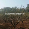 浙江供應紅梅 紅梅價格 紅梅基地直銷規格齊全