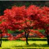 紅楓樹